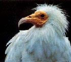 Capovaccaio
