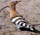 Upupa